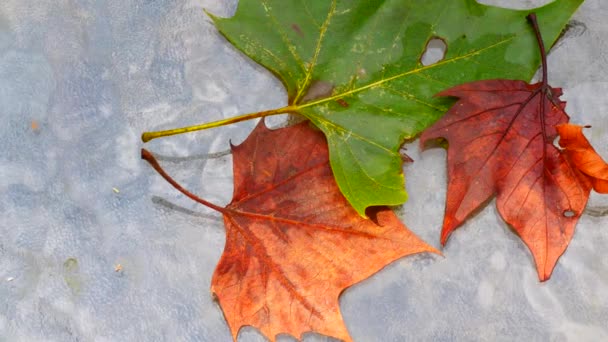 Beautiful Fall Maple Leaves Laying Glass Table Orange Green Showing — Vídeo de Stock