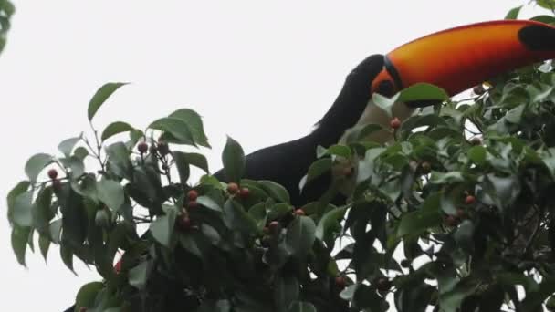 Hungry Tucan Eating Small Red Orange Fruits Tree — Wideo stockowe
