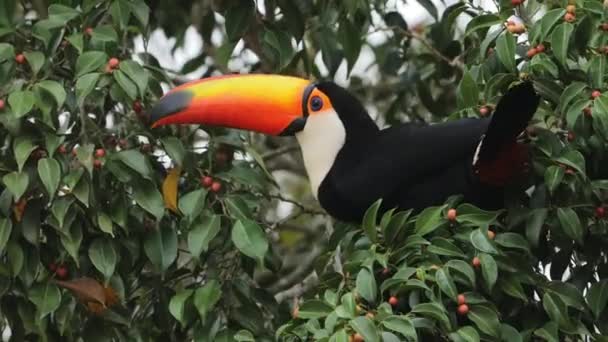 Toucan Eating Fruits Tree Hungry — Vídeo de Stock