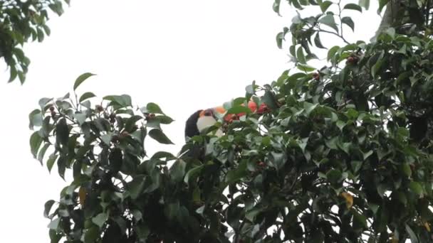 Toucan Eating Fruit Tree — стоковое видео