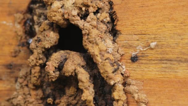 Stingless Bee Flying Arriving Nest Sao Paulo Brazil — Stockvideo