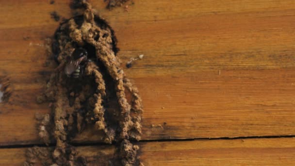 Stingless Bee Arriving Nest Entering Sao Paulo Brazil — 비디오