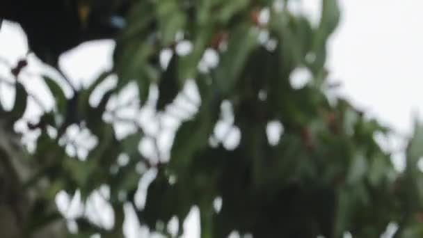 Toucan Eating Fruits Tree Open Closeup Shot — Stok Video