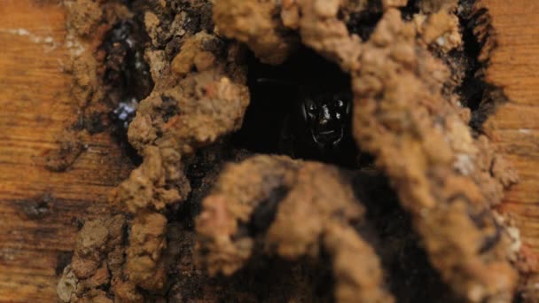 Stingless Bee Guarding Nest Entrance Sao Paulo Brazil — Wideo stockowe