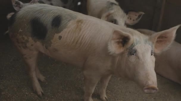 Porcos Andando Olhando Uns Para Outros Dentro Celeiro Onde Deles — Vídeo de Stock