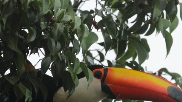 Super Zblízka Toucan Nalezení Jíst Malé Červené Ovoce Stromu — Stock video