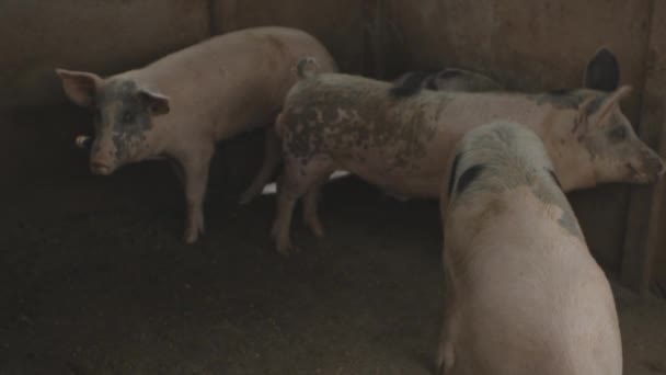 Четыре Свиньи Маленьком Сарае Ходят Взаимодействуют Смотрят Стоят — стоковое видео