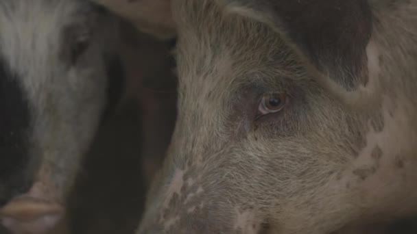 Varkens Gezichten Close Terwijl Zoek Naar Elkaar Schuur — Stockvideo