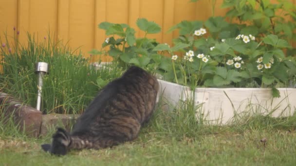 Cat Eating Gras Garden — Stock video