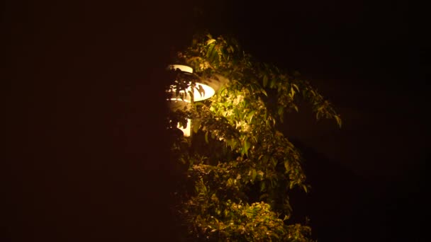 Lamp Post Hugging Tree Night — Video Stock