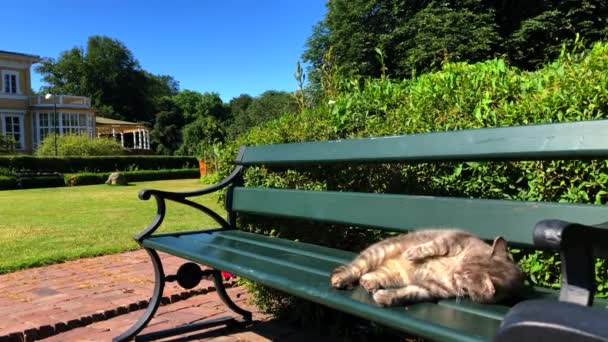 Gato Limpeza Jardim Banco — Vídeo de Stock