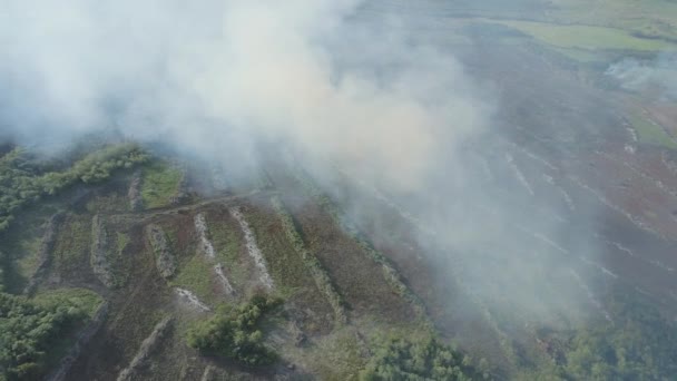 Incendio Forestale Terreni Agricoli Nella Regione Delle Foreste Pluviali Amazzoniche — Video Stock