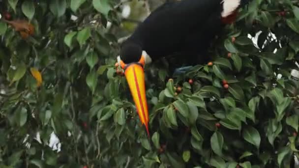 Tukan Zbliżenie Jedzenie Małych Owoców Drzewie — Wideo stockowe