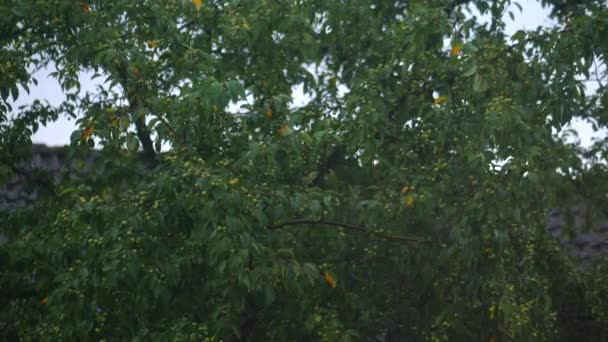 Raining Branches Summer — Vídeos de Stock