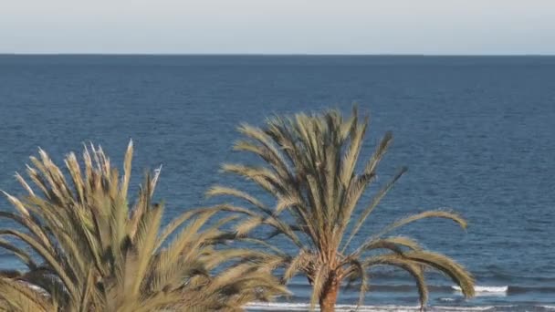 Lonely Palm Tree Middle Beach Detail Top Palm Tree Top — Stockvideo