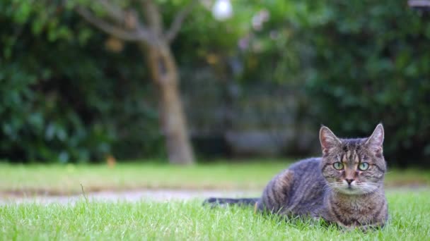 Cat Resting Garden Grass — ストック動画