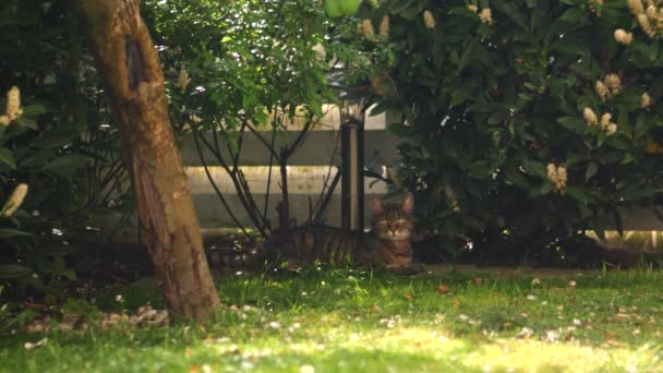 Gato Descansando Bajo Árbol Durante Verano Jardín — Vídeo de stock