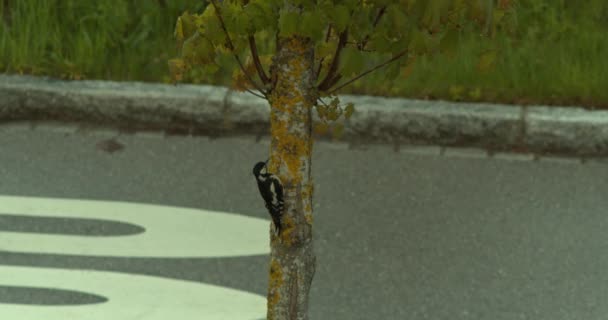 Specht Sitzt Auf Einem Baum Neben Einer Straße — Stockvideo