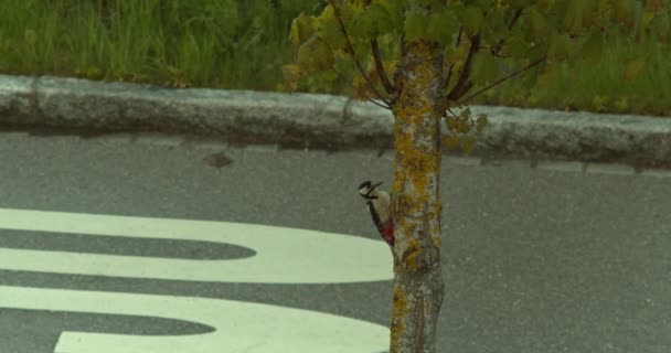 Closeup Shot Woodpecker Tree Front Street — Vídeo de Stock