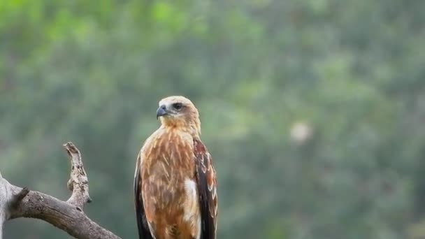 Een Schattige Adelaar Zit Top Van Boom Kijkt Naar — Stockvideo