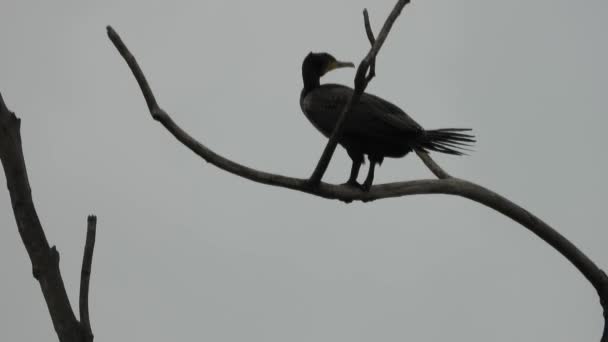 One Bird Sitting Top Tree — Stock video