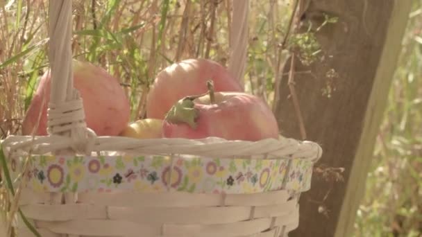 Basket Fresh Ripe Red Apples Hanging Countryside Rural Background — Vídeos de Stock
