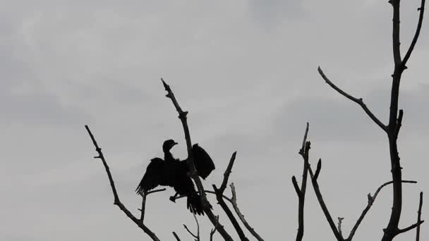 Bird Top Tree — Stock video