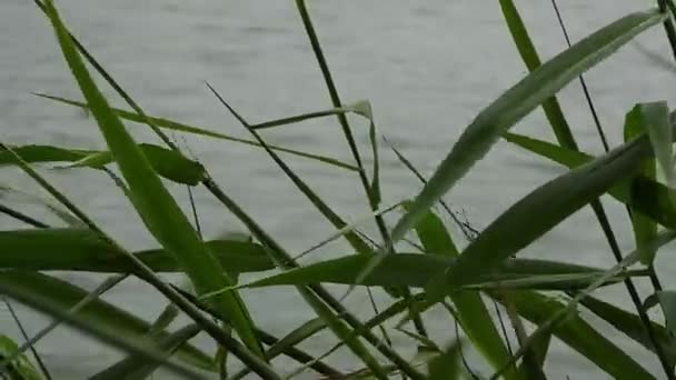 Grass Background River — Stockvideo