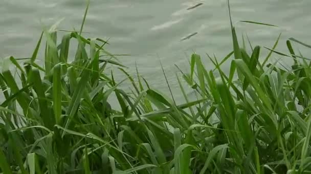 Grass Background River — Stockvideo