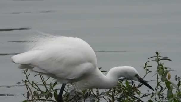 White Color Bird Eating Insects Flies Water Front — Stockvideo