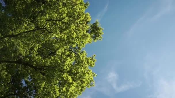 Looking Bright Green Tree Canopy Clear Blue Sky Feint Clouds — Stock video
