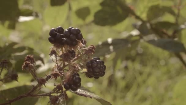 Juicy Ripe Blackberries Growing Wild Countryside Bush — Video