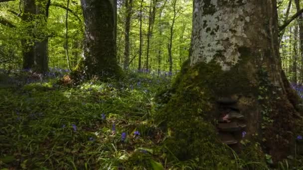 Time Lapse Bluebells Forest Podczas Wiosny Parku Naturalnym Irlandii — Wideo stockowe