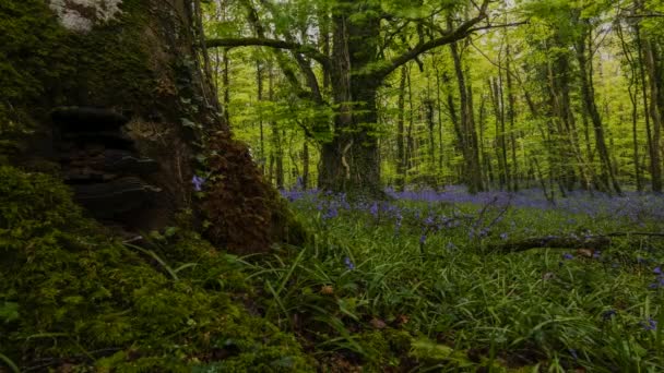 Time Lapse Bluebells Forest Spring Time Natural Park Ireland — Stock Video
