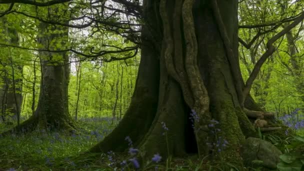 Time Lapse Bluebells Δάσος Κατά Διάρκεια Της Άνοιξης Στο Φυσικό — Αρχείο Βίντεο