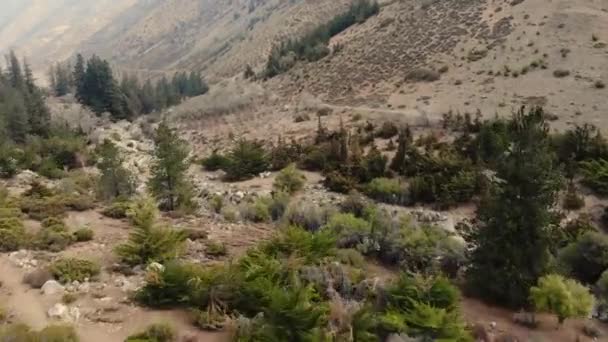 Flying High Speed Treetops Valley Cordillera Los Andes — Stockvideo