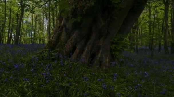 アイルランドの自然公園での春の時間帯のブルーベルの森の時間 — ストック動画