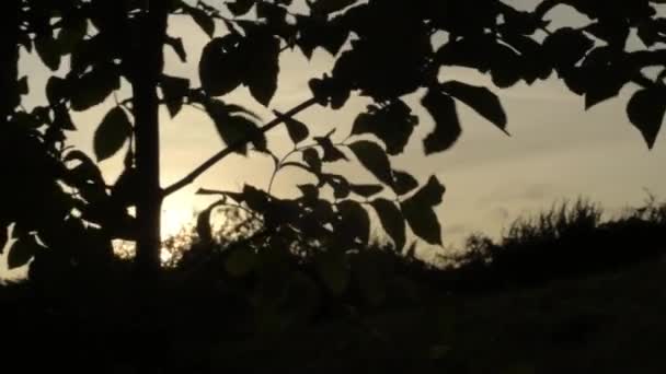 Tree Silhouette Sunset Countryside Windy Day — kuvapankkivideo