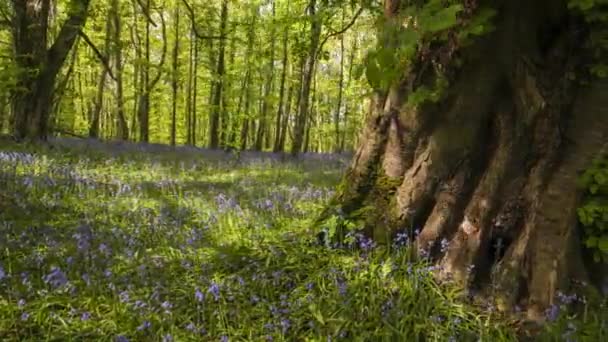 Zeitraffer Des Bluebells Forest Frühling Naturpark Irland — Stockvideo