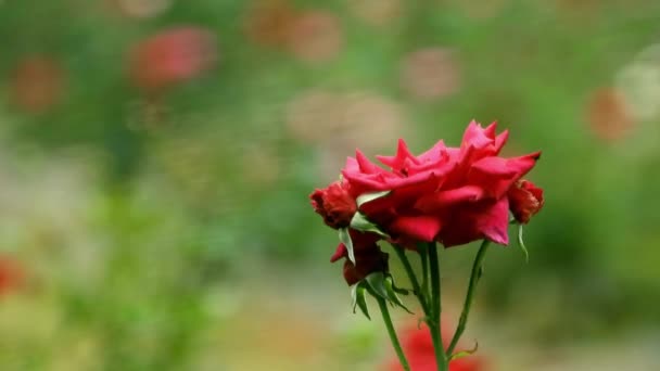 Einzelne Rote Rose Blume Rosengarten Hintergrund — Stockvideo