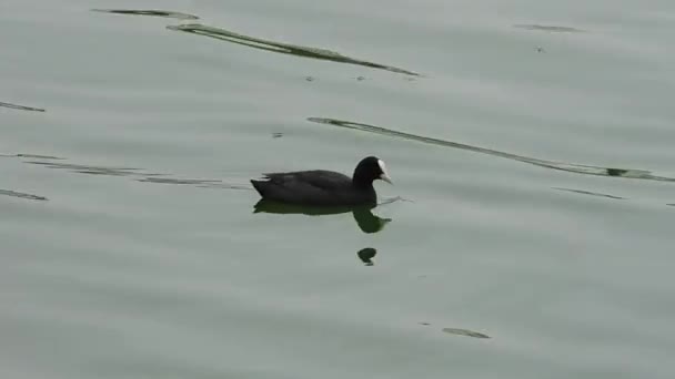 Uccello Solitario Che Nuota Nel Lago — Video Stock