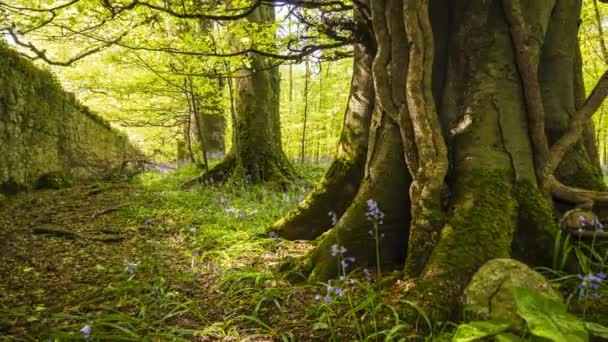 Time Lapse Bluebells Forest Spring Time Natural Park Ireland — Stock video