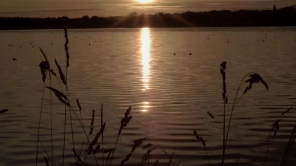 Tramonto Riflesso Sul Lago Attraverso Erba Alta Leggera Brezza — Video Stock