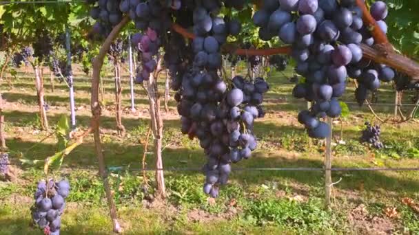 Filmato Rallentatore Vigneto Con Uva Pronta Vendemmia Giornata Sole Vigna — Video Stock