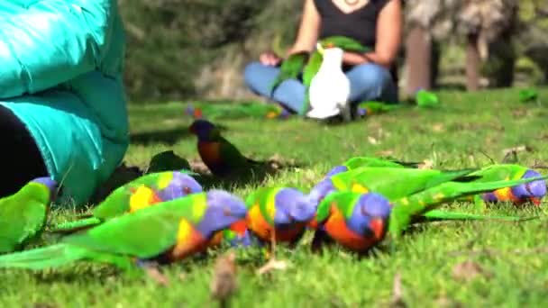 Australian Rainbow Lorikeet Feeding Grass — Stockvideo