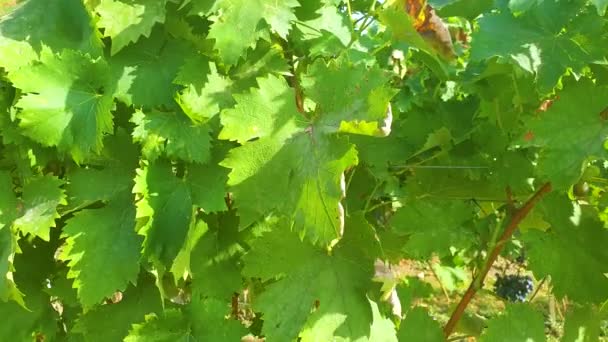 Slow Motion Footage Vineyard Grapes Ready Picking Sunny Day Vineyard — Stockvideo