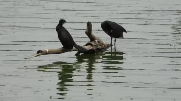 Two Birds Sitting Tree Branch Middle Lake — Wideo stockowe