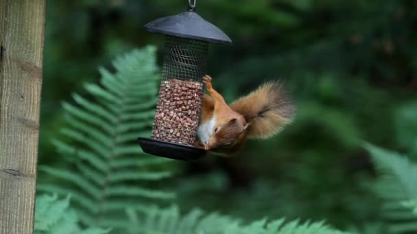 Red Squirrel Sciurus Vulgaris Eating Peanuts Hanging Feeder Scotland — Stockvideo