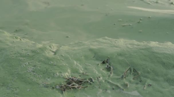Lake Water Shore Turned Turquoise Algae Plant — Stockvideo
