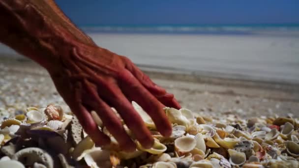 Slow Male Hands Picking Dropping Pile Sea Shells Close — 图库视频影像